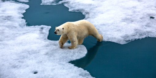 Polar bear walking on pack ice with water pond