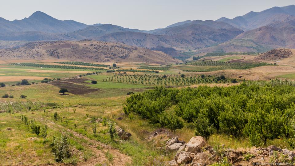 zagros forest