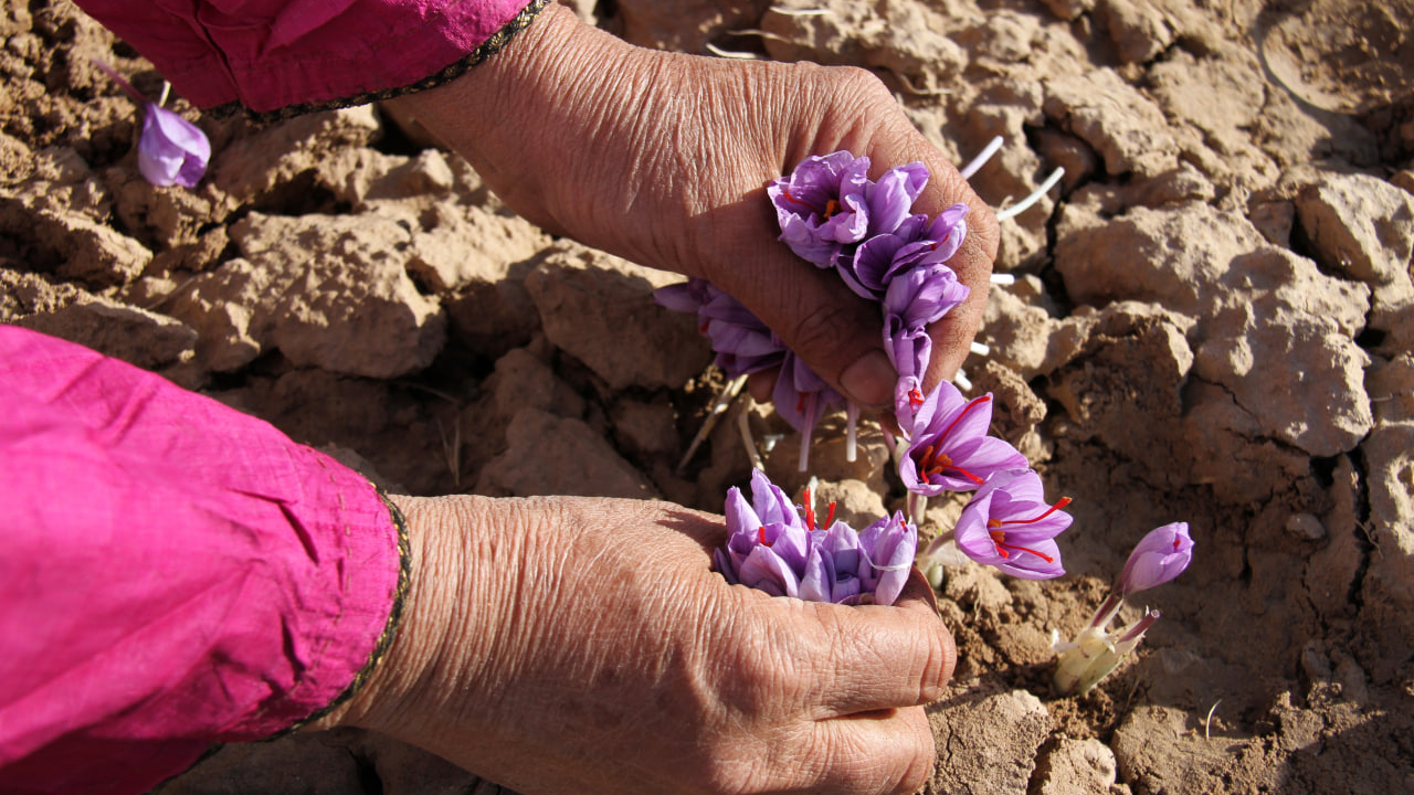 zanan keshavarz